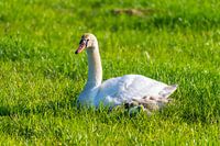 A family of swans rests in a mown field, the two parents tending to their little ones, who snuggle u