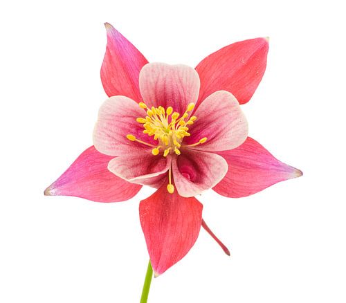 Macro d'une fleur d'ancolie sur un fond blanc