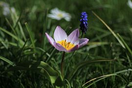 "Plants in bloom in Rotterdam. by Capture the Moment 010