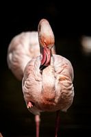 Een flamingo van dichtbij