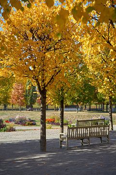 Lindebomen met gouden herfstkleuren in een park in Maagdenburg van Heiko Kueverling