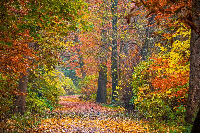 Couleurs d'automne par peterheinspictures