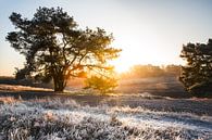 De heide tijdens de winter in Limburg van Yvette Baur thumbnail