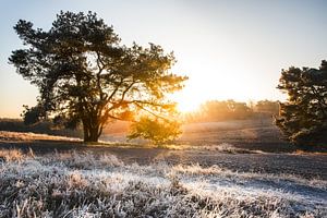 Die Heidelandschaft im Winter in Limburg
