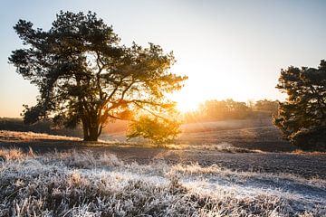 Die Heidelandschaft im Winter in Limburg von Yvette Baur