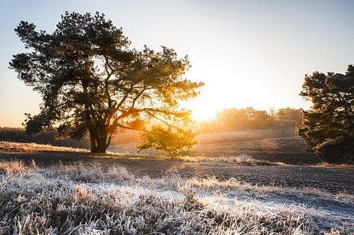 De heide tijdens de winter in Limburg