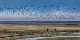Das Naturschutzgebiet Noorderleeg &quot außerhalb der Deiche; mit einem großen Vogelschwarm.
