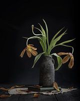 Cultivated Tulips