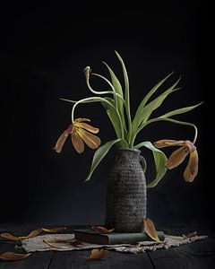 Kultivierte Tulpen