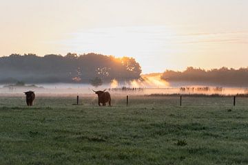 ochtendrust met Schotse hooglanders van Ria van den Broeke