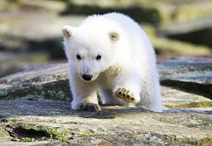 Ursa Minor