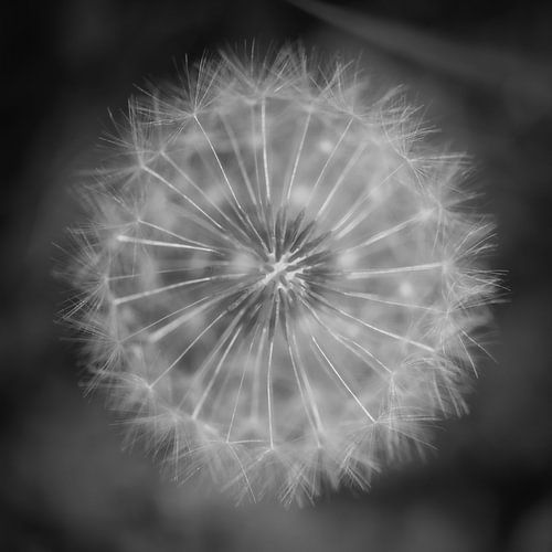 Fluff by Elke van Putten