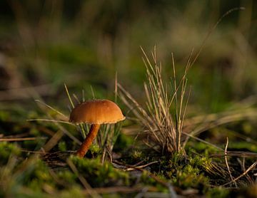 Mushroom in the middle of moss field by Arendina Methorst