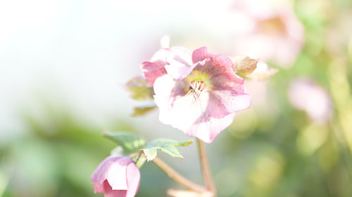 Pink flower in a light pastel green