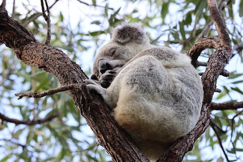 Een Koala zit in een boom op Magnetic Island, Australië
