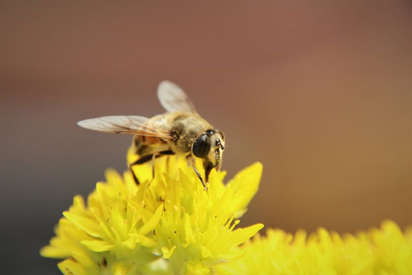 Délicatesse jaune pour l'abeille par Marije Zwart