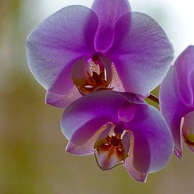 Orchidee sur Sandra de Moree