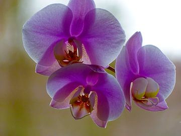 Orchidee von Sandra de Moree
