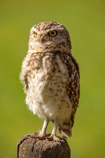 Little owl, (Athens noctua) by Gert Hilbink