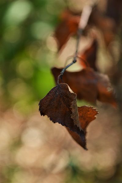 Blaadje met Bokeh von DoDiLa Foto's