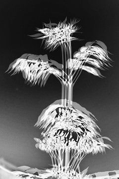 Boomtak in zwart-wit van Piet Spierings