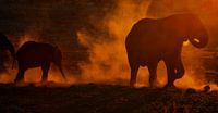 Olifanten bij zonsondergang. Jumbo Dust 