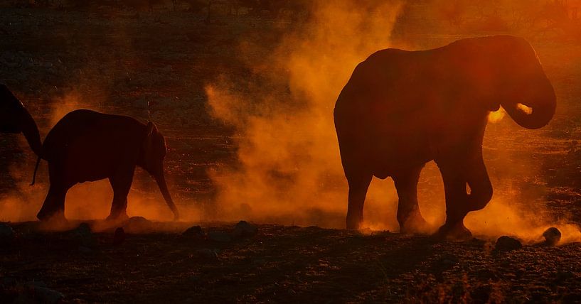 Elefanten bei Sonnenuntergang von Anita Loos