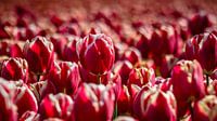 Wer ist die schönste Tulpe von allen von Fotografiecor .nl Miniaturansicht