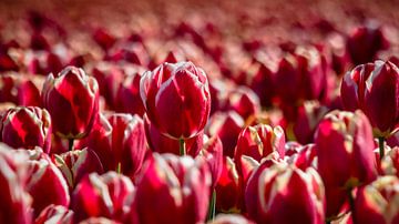 Blooming tulips during spring by Fotografiecor .nl