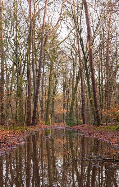 Landgoed Velhorst - Lochem (Nederland) van Marcel Kerdijk