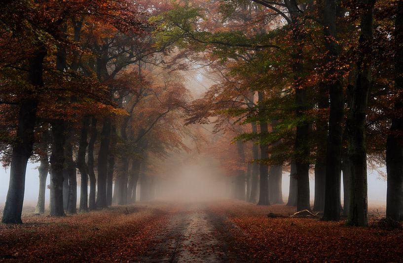 Planken Wambuis partie 164 par Tania Perneel