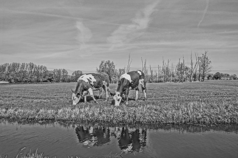 Hollandische kühe schwarz-weiss von Rico Heuvel