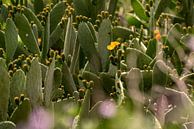 Cactus in bloei close-up groen natuur van Femke Ketelaar thumbnail