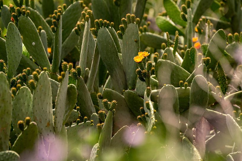 Cactus in bloei close-up groen natuur van Femke Ketelaar