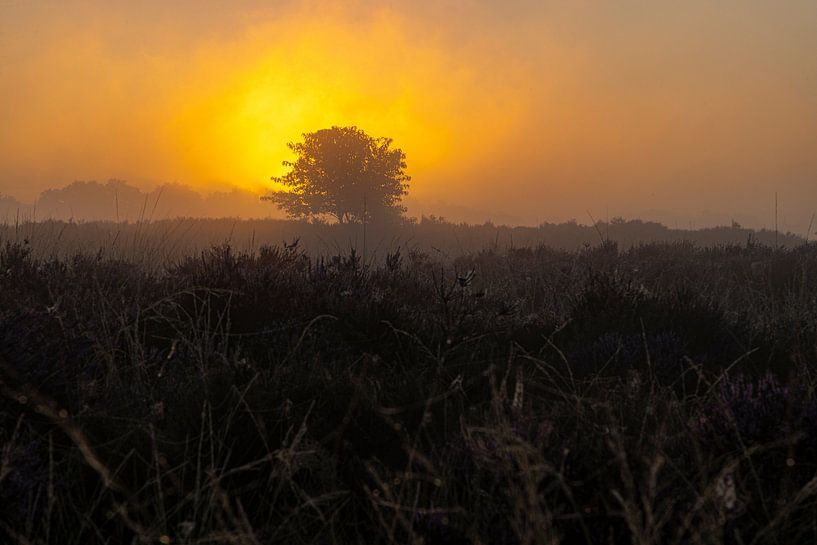 Zonsopkomst, zonsondergang, hei, mist, nevel, kleurrijk, Drenthe, Exloo, Poolshoogte, heidevelden, s van Gert Hilbink