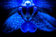 Deep blue orchid by Patrick Schwarzbach thumbnail