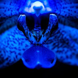 Deep blue orchid by Patrick Schwarzbach