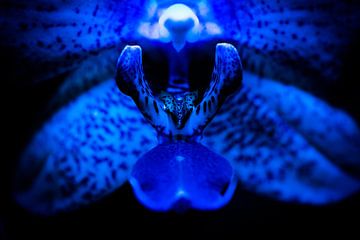 Deep blue orchid by Patrick Schwarzbach