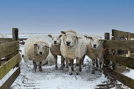 Texel im Winter von Everydayapicture_byGerard  Texel