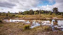 Roode Beek @ Brunssummerheide