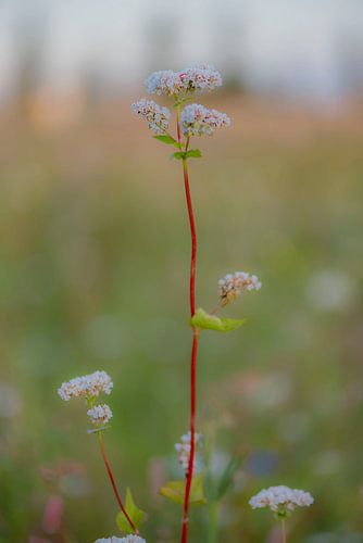 Wild flowers