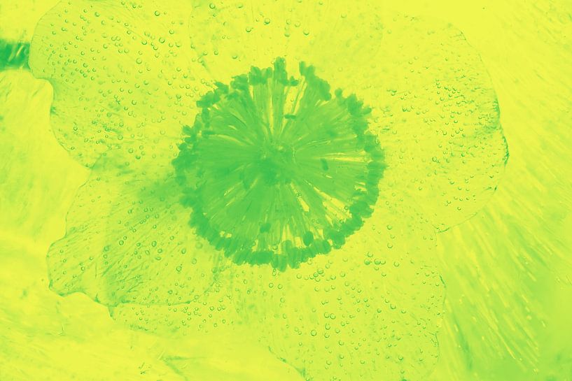 Kerstroos in het groen van Marc Heiligenstein