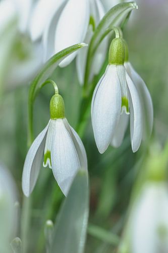 Sneeuwklokjes bloemen in de lente