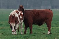 Cows