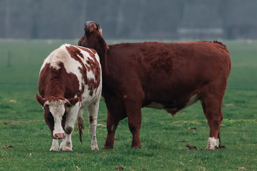 Cows by eric joosten