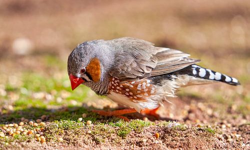 Dieren