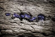 Stone Blue van Joep Oomen thumbnail