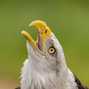 Weißkopfseeadler, Amerikanischer Weißkopfseeadler. von Gert Hilbink