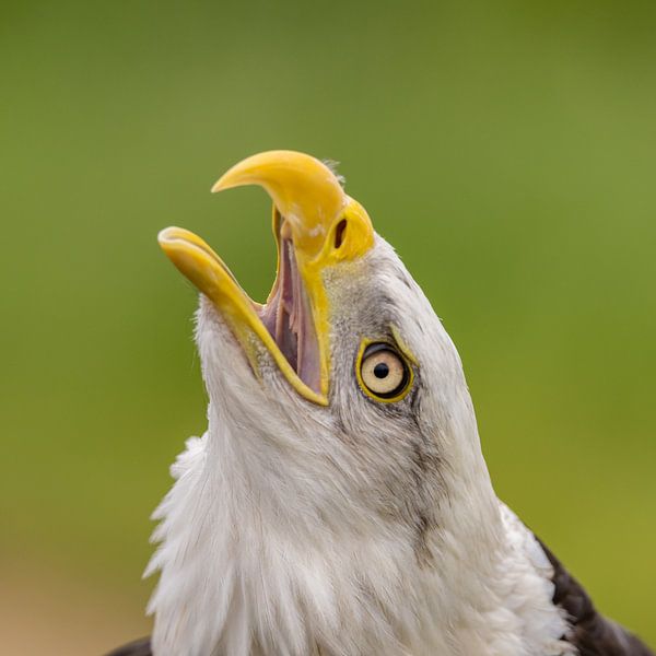 Weißkopfseeadler, Amerikanischer Weißkopfseeadler. von Gert Hilbink