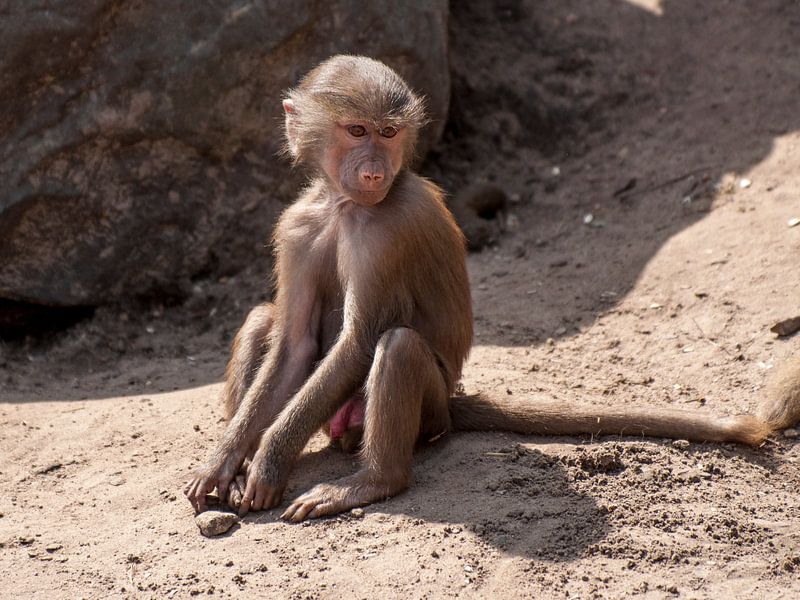 Mantelbavian : DierenPark Amersfoort : DierenPark Amersfoort von Loek Lobel